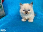 Mitted Blue Point Male - Ragdoll Kitten For Sale - 