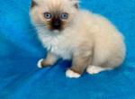 Mitted Seal Point Male - Ragdoll Kitten For Sale - Concord, VT, US