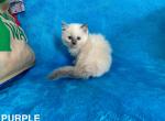 Mitted Blue Point Female - Ragdoll Kitten For Sale - Concord, VT, US