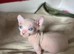 Casper - Bambino Kitten For Sale - Newalla, OK, US