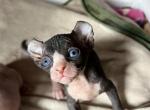 Marik - Sphynx Kitten For Sale - Newalla, OK, US
