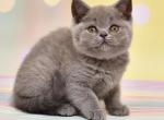 Milka - British Shorthair Kitten For Sale - Los Angeles, CA, US