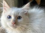 Alaska - Balinese Kitten For Sale - Adams, WI, US