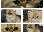 Harlows kitty - Exotic Kitten For Sale - Nashville, TN, US