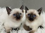 Koko - Siamese Kitten For Sale - Adams, WI, US