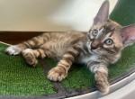 Leo - Bengal Kitten For Sale - 