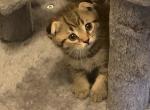 Like - Scottish Fold Kitten For Sale - Philadelphia, PA, US