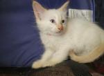 Flame Point rare Female Siamese - Siamese Kitten For Sale - 