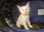 Flame Point rare Female Siamese - Siamese Kitten For Sale - NY, US