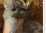 Bluewee persian grey girl - Persian Kitten For Sale - MA, US