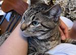 Princess - Domestic Kitten For Sale - Sacramento, CA, US
