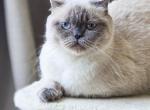 Koko Chanel - Scottish Fold Cat For Adoption - Watertown, NY, US