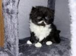 Black Diamond - Persian Kitten For Sale - Lehighton, PA, US