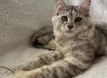 Gigi - Maine Coon Kitten For Sale - Miami, FL, US