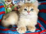 British Longhair kitten male TICA registered - British Shorthair Kitten For Sale - Boston, MA, US