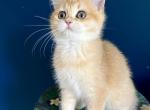 British shorthair kitten Black Golden color - British Shorthair Kitten For Sale - Boston, MA, US