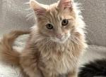 Fabio - Maine Coon Kitten For Sale - 