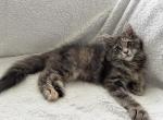 Flora - Maine Coon Kitten For Sale - New York, NY, US