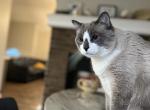 Oliver - Domestic Cat For Adoption - 