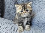 Oreck - Exotic Kitten For Sale - Bois D Arc, MO, US