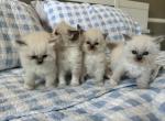Fancy Ragdoll kittens - Ragdoll Kitten For Sale - Boca Raton, FL, US