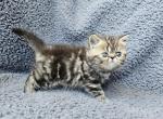 Riccar - Exotic Kitten For Sale - Bois D Arc, MO, US