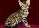 Una - Bengal Kitten For Sale - Norwalk, CT, US