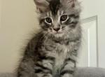 Mufasa - Maine Coon Kitten For Sale - New Park, PA, US