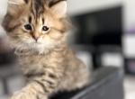 Luchik - Scottish Straight Kitten For Sale - 