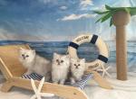 Silver Shaded Persians - Persian Kitten For Sale - 