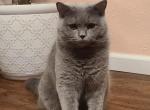 Murchek - Scottish Fold Cat For Sale - Sedalia, MO, US