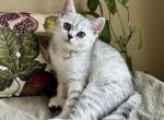 Assolia - Scottish Straight Kitten For Sale - Philadelphia, PA, US