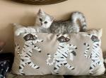 Milashki - Scottish Fold Kitten For Sale - 