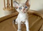Blue Rose - Devon Rex Kitten For Sale - Norwalk, CT, US