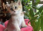 Sunny - British Shorthair Kitten For Sale - 