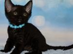 Heidi - Devon Rex Kitten For Sale - Norwalk, CT, US