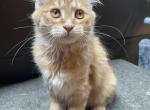 Baby - Kurilian Bobtail Kitten For Sale - Ann Arbor, MI, US