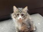 Baloo - Kurilian Bobtail Kitten For Sale - Ann Arbor, MI, US