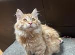 Bobby - Kurilian Bobtail Kitten For Sale