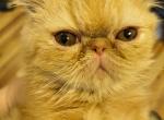 Persian Shorthair Teacup Female Red Kitten Two - Persian Kitten For Sale - Brooklyn, NY, US