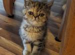 Persian Shorthair Female Tortoiseshell Kitten - Persian Kitten For Sale - New York, NY, US