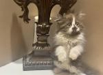 Aang - Minuet Kitten For Sale - Amelia, OH, US