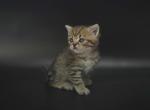 Litter F11 - British Shorthair Kitten For Sale - Kelso, WA, US