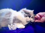 Athena Reign - Minuet Cat For Sale/Retired Breeding - 