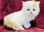 Tito - Persian Kitten For Sale - Callahan, FL, US