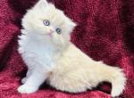 Rylie - Persian Kitten For Sale - Callahan, FL, US