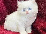 Everest - Persian Kitten For Sale - Callahan, FL, US