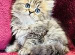 Jasmine - Persian Kitten For Sale - Callahan, FL, US