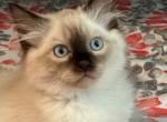 Male Color Point - Ragdoll Kitten For Sale - Amarillo, TX, US