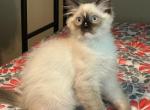 Mitted Seal Point with Blaze - Ragdoll Kitten For Sale - Amarillo, TX, US